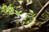 台北市動物園　鳥類世界7