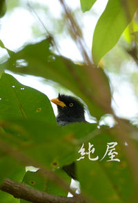 台北市動物園　鳥類世界6