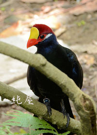 台北動物園 野鳥世界2