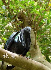 台北動物園 野鳥世界3