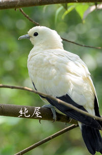 台北市動物園　鳥類世界5