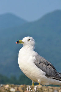 ウミネコ