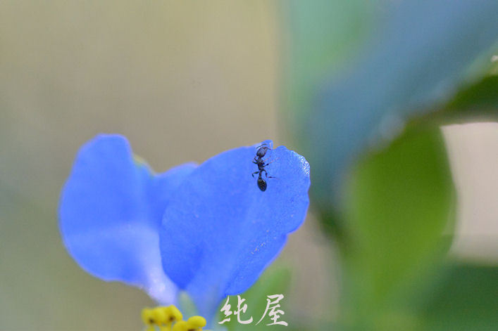 ant