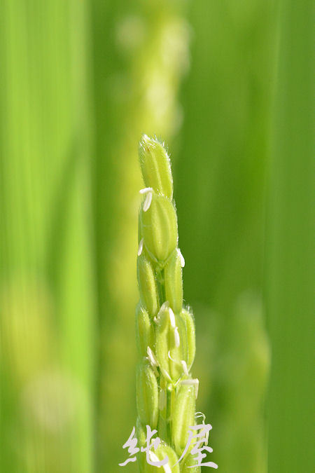 稲の花