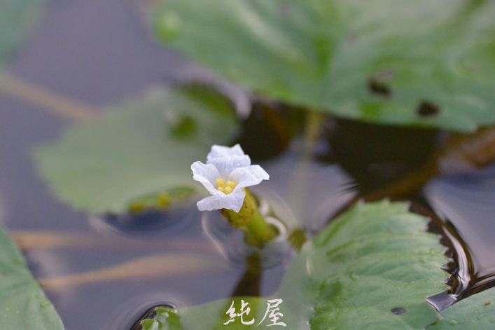 菱の花