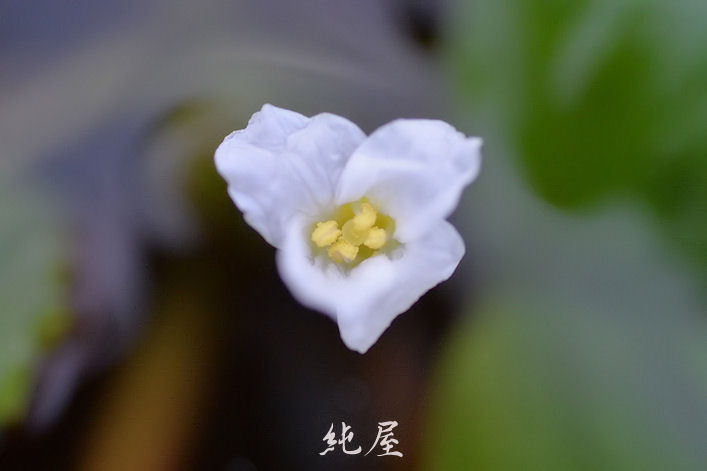 菱の花