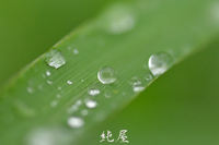 稲の滴