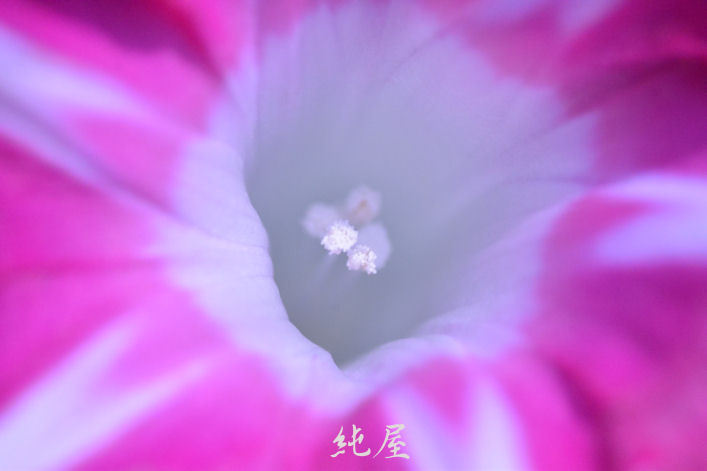 朝顔
