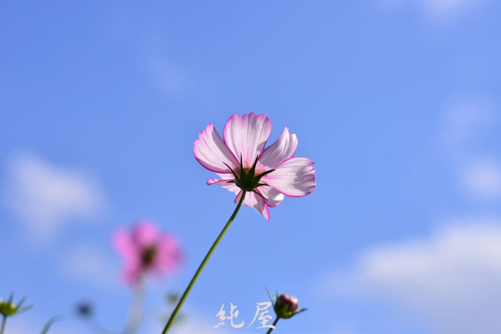秋桜