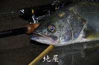 出方良し、捕食音良し。