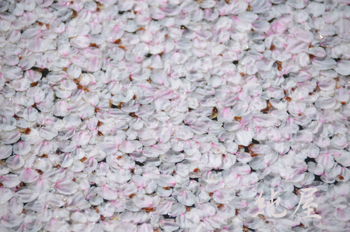 水面桜