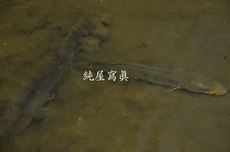 夢母田川水系の雷魚と鯰
