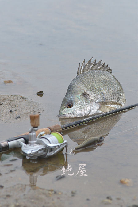 日中水面釣技