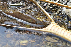 アマゴは太平洋側に注ぐ河川の魚やで