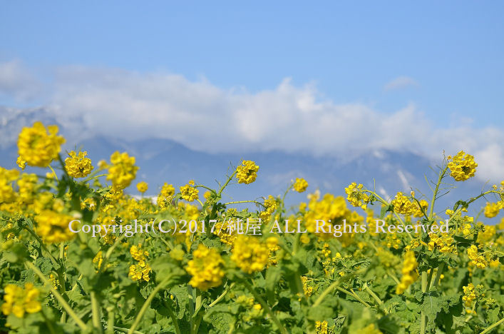 琵琶湖 菜の花畑