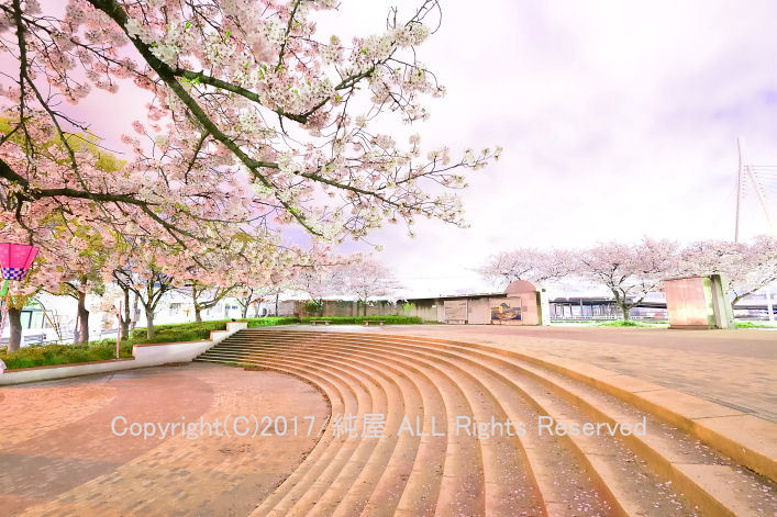 天保山真夜中の桜がめちゃ明るく撮れてるでしょ