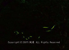 サツキマス釣行の帰り道