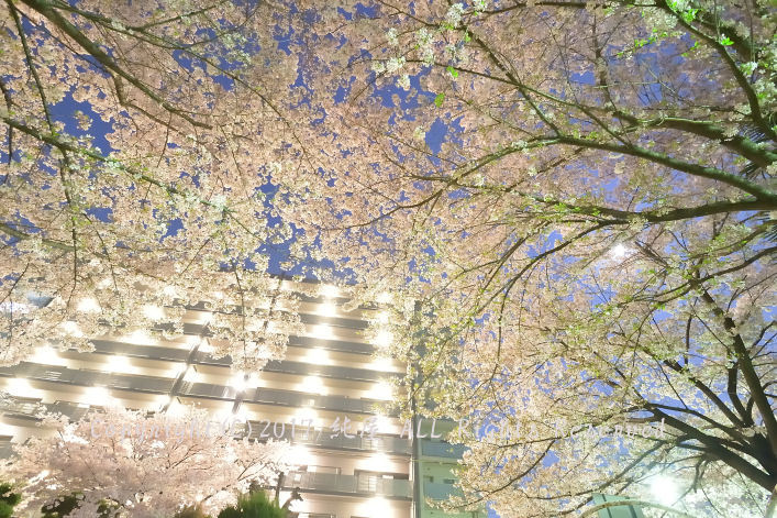桜探索