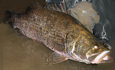 大阪 Y川 アカメ釣り