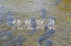 草魚入喰いポイント！！
