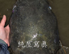 四尺上琵琶湖大鯰