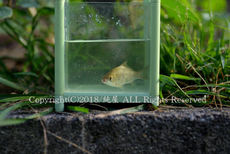 ギンブナ釣り