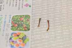 りんごを通販した結果がこちら