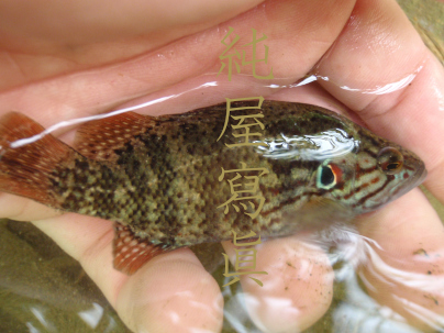 真・日本三大怪魚擬似餌釣獲記念祝賀会開催。