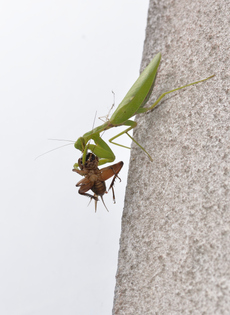 エンマコオロギを喰らうハラビロカマキリ
