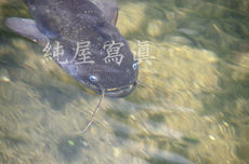 どう感じますか？ちょっともう無理です。