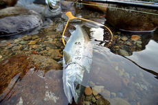 この魚を釣るのに１０年かかりました・・・・・・