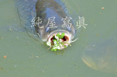 メーター超の草魚ポイント見つけたよ！！