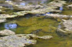 これには雷魚マンぶちギレ！子守り中のカムルチーを狙うヤツを撮影したので晒します。