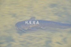 これってあってます？