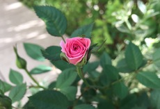 がーでにんぐタッキ、、、