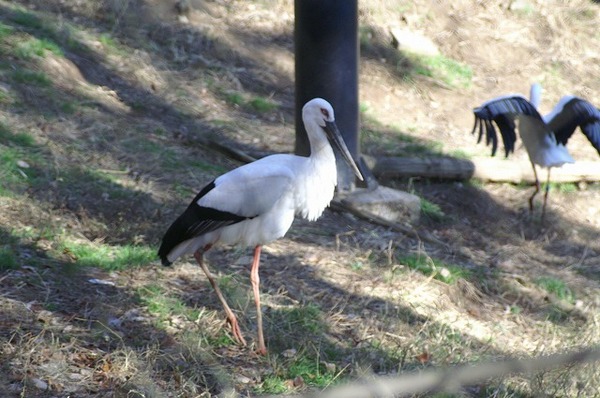 動物園ブログ？？？。。。(~~;)