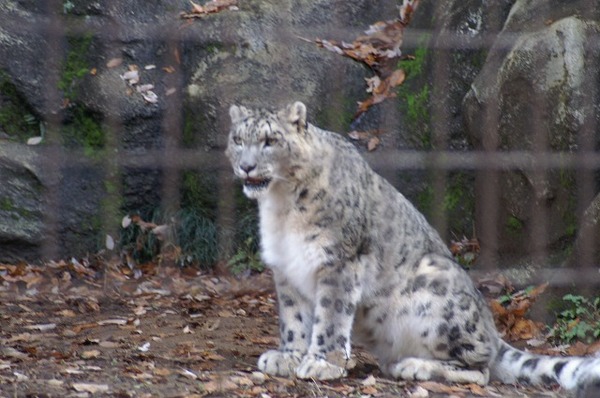 動物園ブログ？？？。。。(~~;)