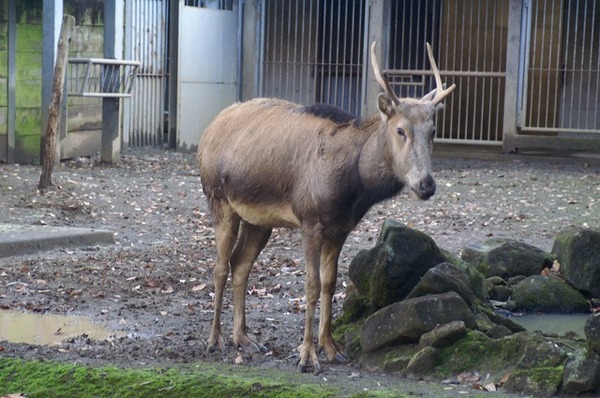 動物園ブログ？？？。。。(~~;)