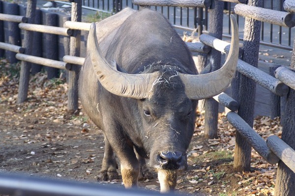 動物園ブログ？？？。。。(~~;)