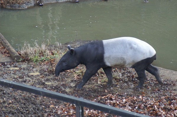 動物園ブログ？？？。。。(~~;)