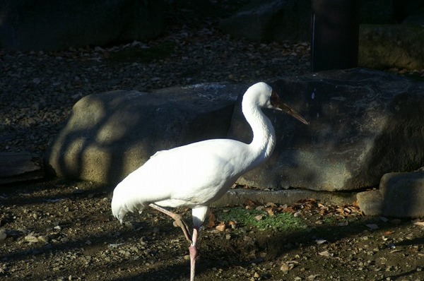 動物園ブログ？？？。。。(~~;)