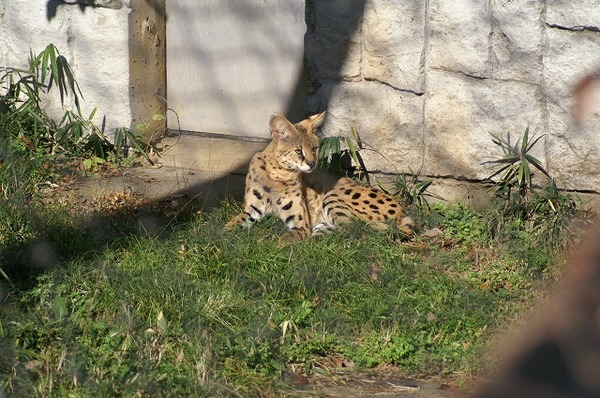 動物園ブログ？？？。。。(~~;)