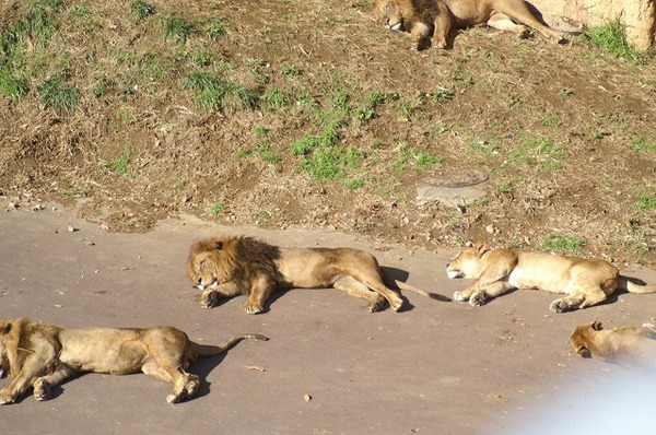 動物園ブログ？？？。。。(~~;)