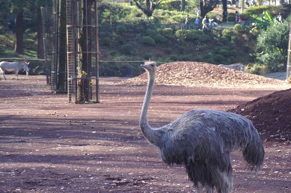 動物園ブログ？？？。。。(~~;)