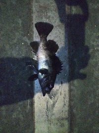 今年初の釣り