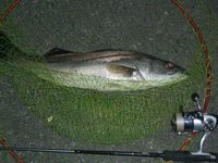 明日に向って撃て！ 2009/12/06 19:20:21