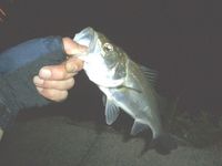 やっぱり… 2009/06/25 01:42:17