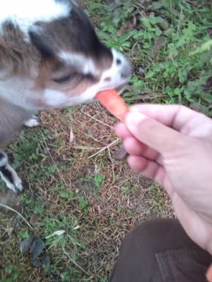 おでかけ動物編 - 子ヤギとポニー
