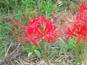 Ghost Flowers