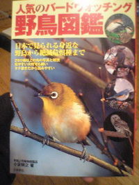 野鳥図鑑 2006/02/13 01:37:23